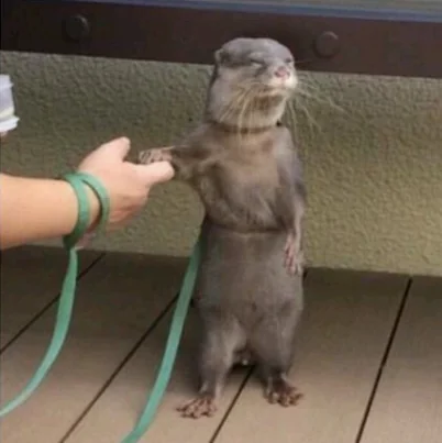 Otter Coin Logo